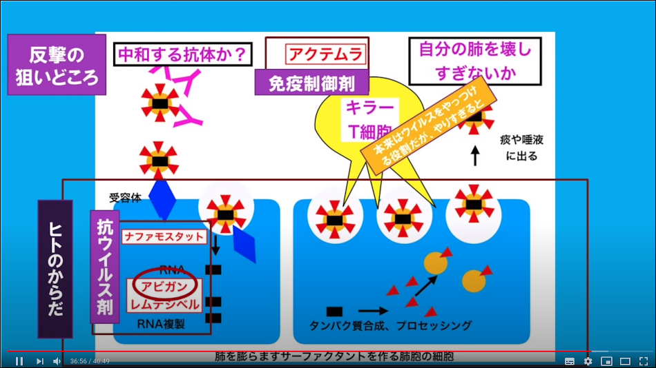 、脊椎動物の免疫系における白血球の